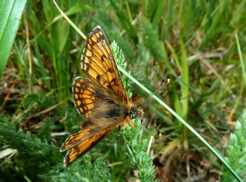 farfalle sui Sibillini